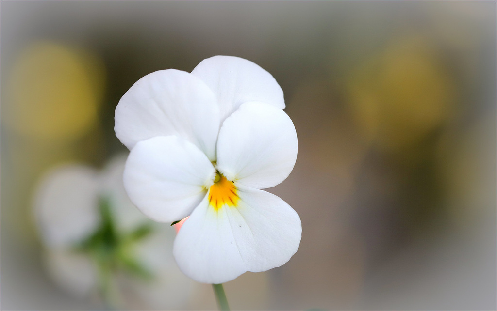 Une fleur par jour.... - Page 11 47612748.98efff96.1024