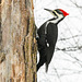 pileated woodpecker-DSC 0385 edited edited edited