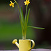 Daffodil tea