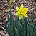 First daffodil flower of spring
