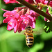 Biene vor der Johannisbeerblüte