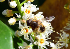 Wildbiene auf eine Kirschlorbeerblüte