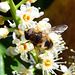 Wildbiene auf eine Kirschlorbeerblüte