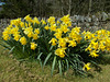 SoS[22] - massed daffodils - {20 of 23}
