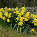 SoS[22] - massed daffodils - {20 of 23}