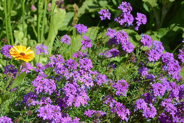 Alaska, Anchorage, One Yellow and a Lot of Violet Flowers off the Public Library