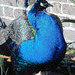 Peacock blue