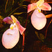 Orchideenwelt 20