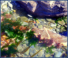 Colourful rock pool for Pam!