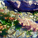 Colourful rock pool for Pam!