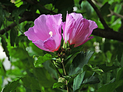 1 (96)...austria flower
