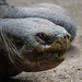 Galápagos-Riesenschildkröte (Zoo Zürich)