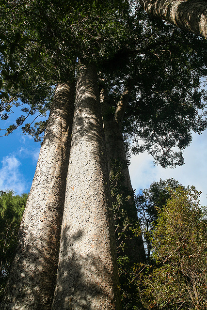Waiau Kauri grove
