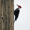 Pileated Woodpecker seen in Canmore