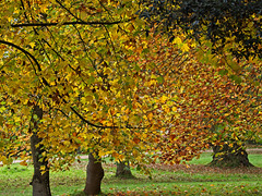 Petworth Park Autumn Colour