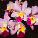 Orchideenwelt 22