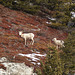 Bighorn Sheep mom and youngster