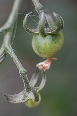 July 12: baby tomatoes