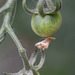 July 12: baby tomatoes