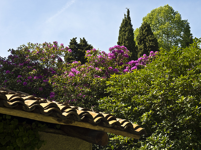 Blooming of Rhododendrons in the Burcina Park, Biella, Italy