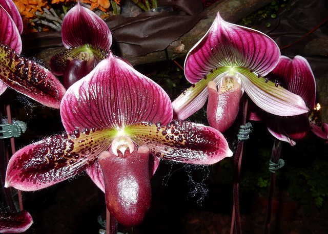 Orchideenwelt 23