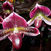 Orchideenwelt 23