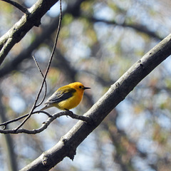 Day 4, Prothonotary Warbler, Point Pelee