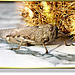 Feldheuschrecken (Acrididae). ©UdoSm