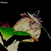 109 Bug 5: Leptoglossus phyllopus (Leaf-footed Bug)