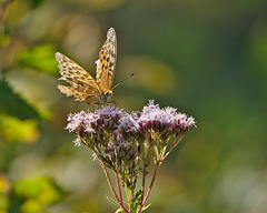 Butterfly, Oberhaslach, Alsace, France - 2017-08-28 1230929