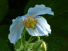 Blue Himalayan Poppy