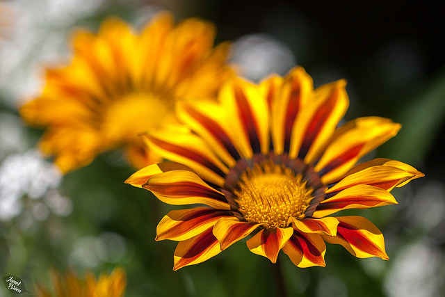 Victoria's Butchart Gardens, Part 3: Macro and More! (+10 insets)