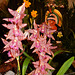 Orchideenwelt 25