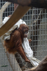 Sumatra-Orang-Utan (Zoo Zürich)