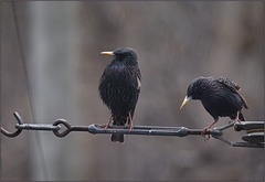 Two starlings getting wet, but getting fed