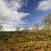 Stanage Plantation view west