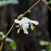 Lonicera fragrantissima flower