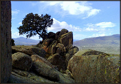 Iconic tree in La Sierra.