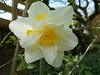 SoS[22] - Daffodils - {22 of 23}