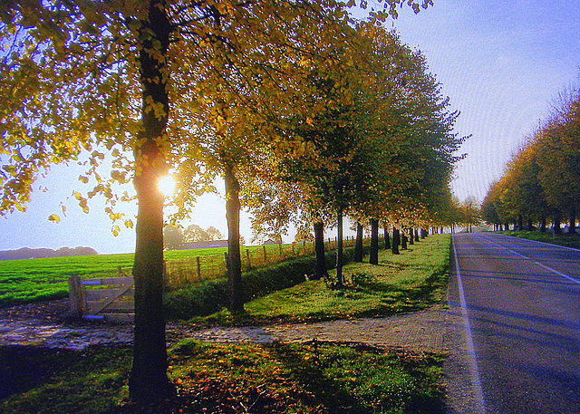 autumn beside the road