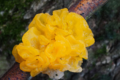 Der goldgelbe Zitterling - Tremella mesenterica - Yellow brain