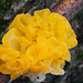 Der goldgelbe Zitterling - Tremella mesenterica - Yellow brain