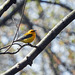 Day 4, Prothonotary Warbler, Point Pelee - ENDANGERED in Canada
