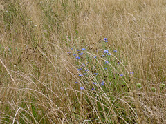 Cornflowers in the fields south of Rosliston