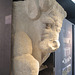 Musée archéologique de Zadar : taureau.