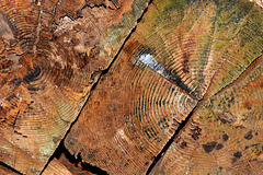 Timber Texture 1