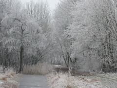 winter in de Lieskampen 2007