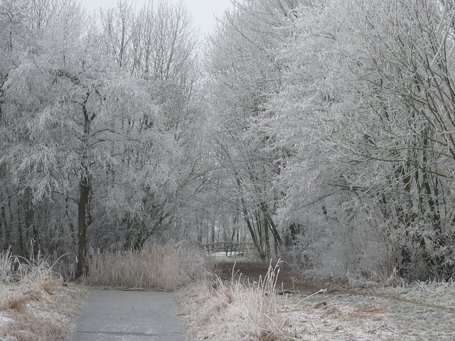 winter in de Lieskampen 2007