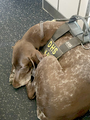 bomb-sniffing dog, at rest