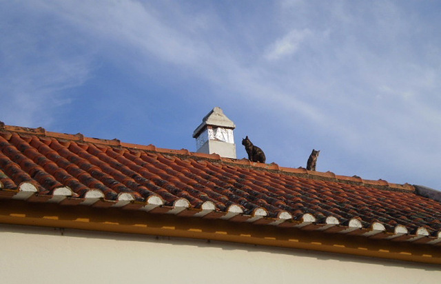 Cats on the roof.